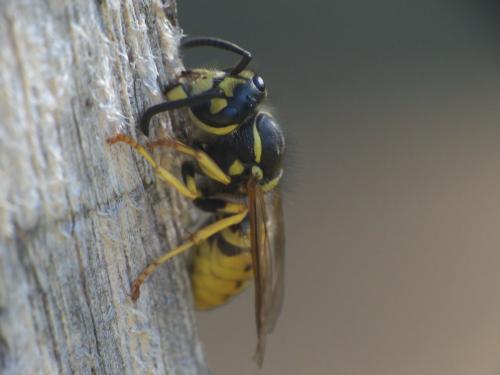 Vespula germanica